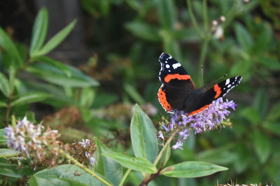 Red admiral butterfly on purple hebe flower